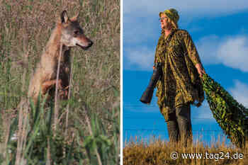 Dresden: Hobby-Fotografin Carola Schimmel gelang der "Schuss" ihres Lebens - Die mit dem Wolf tanzt - TAG24