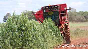 This sleepy country town is a secretive centre for Big Pharma drug production