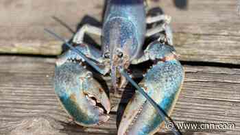 Rare 'cotton candy' lobster caught in Maine