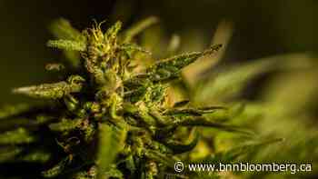 ​Aurora Cannabis buying stake in Dutch company Growery - BNN