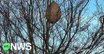 Nest Aziatische hoornaar ontdekt in Beringen: gigantische bol van twee basketballen groot - VRT NWS