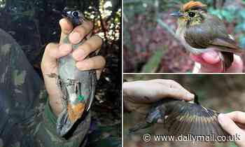 Climate change is altering the bodies of Amazonian birds, study says