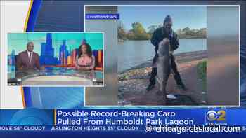 Possible Record-Breaking Carp Pulled From Humboldt Park Lagoon - CBS Chicago
