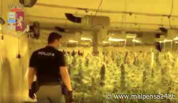 Maxi-serre di marijuana nell'Alto Milanese: la polizia di Gallarate arresta 7 albanesi - malpensa24.it