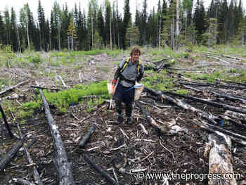More than 1 billion trees planted in BC since 2018 – Chilliwack Progress - Chilliwack Progress
