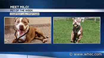 Pet of the Week: Meet Milo!