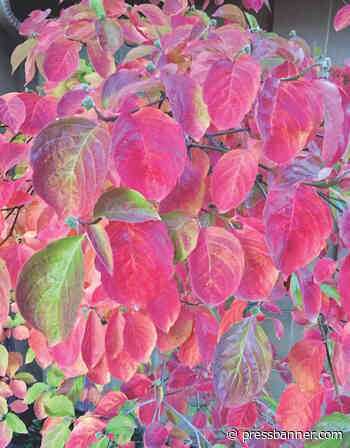 Is Fall Your Favorite Season? - San Lorenzo Valley Press-Banner