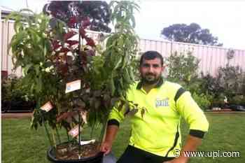 Australia gardener's tree grows five different species of fruit - UPI News