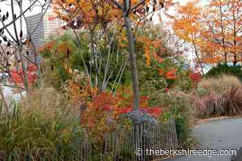 THE SELF-TAUGHT GARDENER: Rooted in place - theberkshireedge.com
