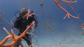 The coral gardener restoring Jamaica's damaged reefs - CNN