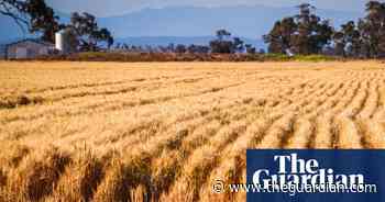 Record-high fertiliser prices in Australia could disrupt food supplies - The Guardian Australia