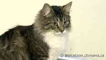 Sask. woman fined $400 after more than 100 cats seized and euthanized