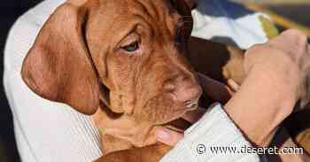 Is Dana Perino’s new dog, Percy, the same breed as Jasper and Henry? - Deseret News