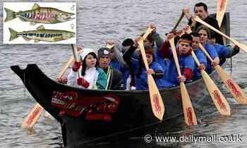 Thousand-year-old fish bones show native Canadians fished sustainably by releasing female salmon