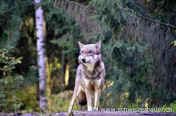 «Signal gegen Wolf» nach Bern senden - schweizerbauer.ch