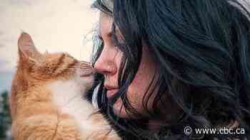 Calgary animal shelters overwhelmed with cats — and generosity - CBC.ca