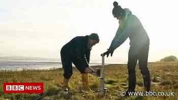 Coastal saltmarsh 'engineered' to fight climate change