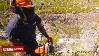 Cape Town's Day Zero: 'We are axing trees to save water'