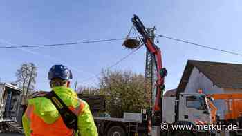 LEW installiert neue Fünf-Sterne-Nistplätze für Störche im Unterallgäu - Merkur.de