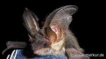 Was Waldbesitzer, Landwirte, Gemeinden und Garteninhaber für Fledermäuse tun können - Merkur.de