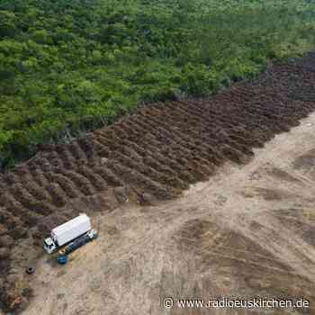 Abholzung des Amazonaswaldes hält auf Rekordniveau an - radioeuskirchen.de