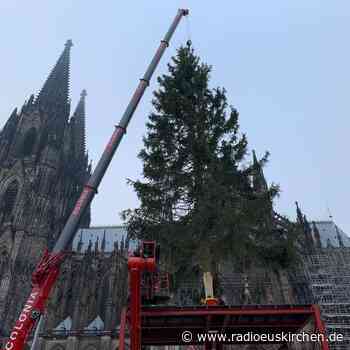 Nettersheimer Weihnachtsbaum in Köln angekommen - radioeuskirchen.de