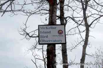 Mckellar Island Bird Observatory finishes off 2021 migration season - Tbnewswatch.com