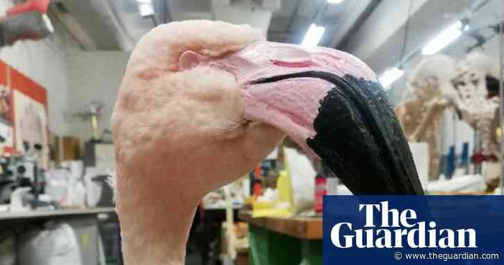 Strike me pink: Australia’s last two flamingos resurrected as gay emblems