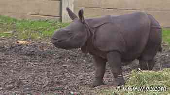 Georgia or Georgie? The Buffalo Zoo wants your input on naming its rhino calf