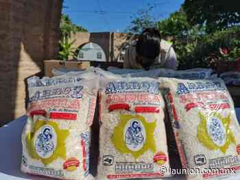 Logran productores de Jojutla cosecha de 610 toneladas de arroz - Unión de Morelos