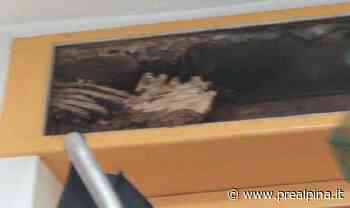 Samarate, mille calabroni a scuola - La Prealpina