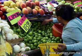 Limoneros esperan buena venta en Oxkutzcab - El Diario de Yucatán