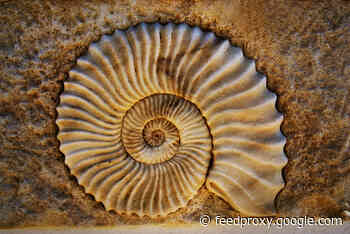 Take a Tour of These Incredible Living Fossils