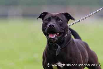 Dartford dad allowed Staffordshire Bull Terrier dog to suffer