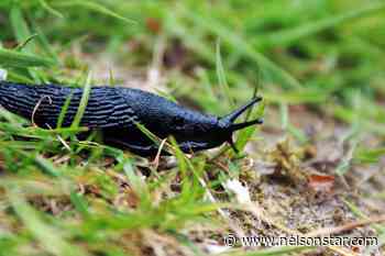 HUGS AND SLUGS: Good dinners, bad drivers - Nelson Star