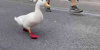 An Emotional Support Duck Ran the New York City Marathon in Custom Webbed Sneakers - PEOPLE