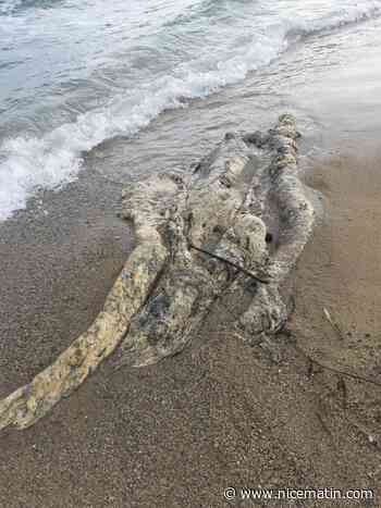 Un mystérieux animal marin de cinq mètres retrouvé sur une plage du Var