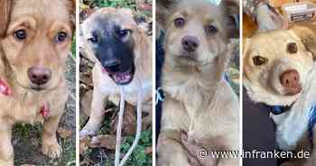 Tierheim Bamberg: Hilfe f&uuml;r s&uuml;&szlig;es Hunde-Quartett ben&ouml;tigt