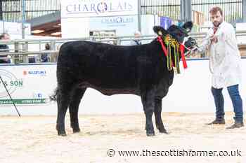 Tonley Ester rules supreme among the Angus - The Scottish Farmer