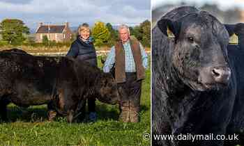 Farmers use 1960s cow semen to save rare Native Aberdeen Angus breed from extinction - Daily Mail