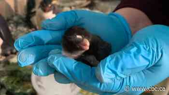 Endangered rockhopper penguin successfully hatched at Montreal Biodôme