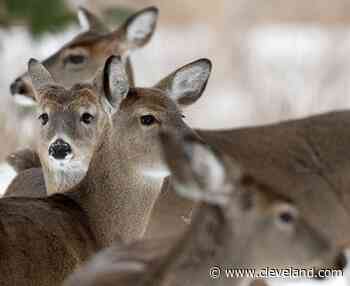 Coronavirus found in deer means hunters should take precautions - cleveland.com