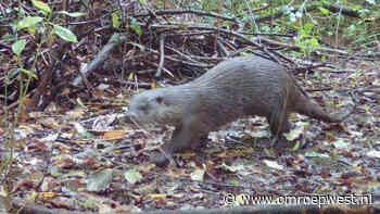 Zoetermeerse bever heeft een bijzondere nieuwe buur - Omroep West