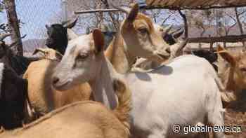 World Vision shares charitable gift ideas for Christmas