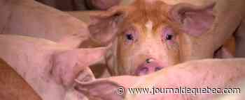 Saint-Alban dans le comté de Portneuf: 200 cochons meurent dans un violent incendie