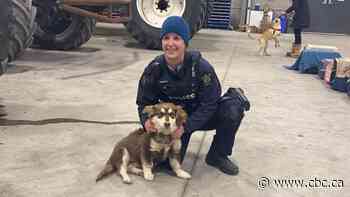 Sask. town lends a helping paw after Manitoba animal rescue's van stranded during winter storm