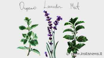 Test: scegli un'erba aromatica e scopri la tua vera personalità - instaNews