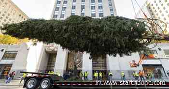 Home for the holidays: Rockefeller tree arrives in NYC
