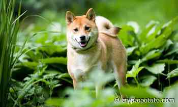 Major India Exchange CoinDCX Lists Shiba Inu (SHIB) on Retail App - CryptoPotato