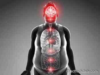 Fat Cells Play a Central Role in Cognitive Decline and Neurodegeneration